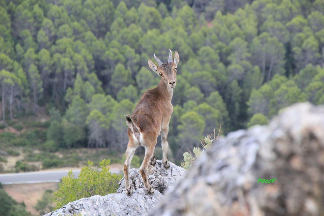 Alojamiento Aguasblanquillas Coto Rios Dış mekan fotoğraf